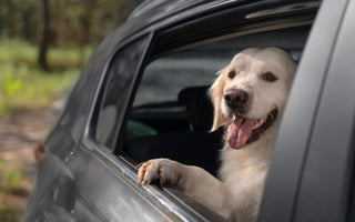 Pet-Friendly Car Accessories: Keep Your Vehicle Clean & Comfy