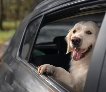 Pet-Friendly Car Accessories: Keep Your Vehicle Clean & Comfy