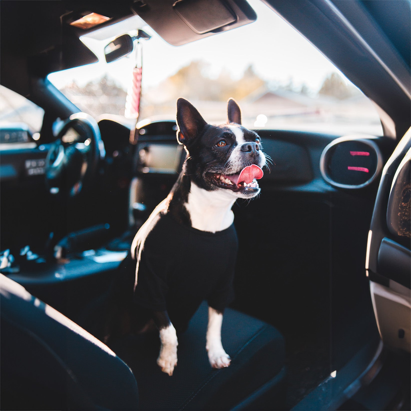 11 Best Car Seat Covers For Dogs In 2023